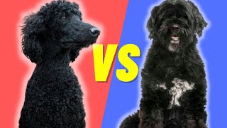 Portuguese Water Dog VS Standard Poodle  What Dog Breed is Best for You [upl. by James145]