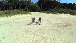 Le Spiagge Bianche di Vada e il Punto Azzurro Tesorino [upl. by Gnouc]