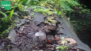 African Finfoot Bird [upl. by Tome]