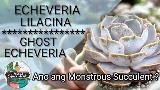 91100 Echeveria Lilacina  Ghost Echeveria Succulent Guide • Monstrous Lilacina explained [upl. by Winterbottom]