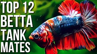 Top 12 Best Betta Fish Tank Mates  Betta Tank Mates You Can Try [upl. by Akino]