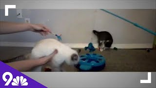 Petline 9 Forever home needed for 3 kittens [upl. by Ajram709]