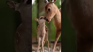 Deer caring its baby 🦌 babydeer cuteanimals fawn dodo [upl. by Rafaelita]