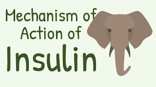 Mechanism of Action of Insulin [upl. by Sabelle]