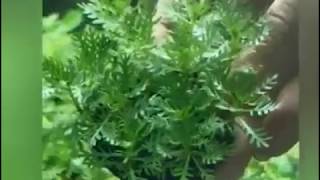 Featherfoil Hottonia Aquarium Plants [upl. by Keeler972]