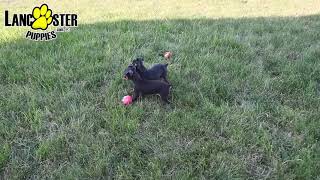 Outgoing Miniature Pinscher Puppies [upl. by Kyriako]