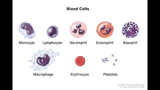 Microscopic analysis of blood [upl. by Mehsah910]