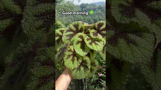 begonia plant goodmorning naturelovers plantspiration01 petsandplants shortsvideo youtube [upl. by Elisabetta]