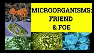 Microorganisms Friend and Foe  Class 8 Science Chapter 2  Class 8 Science [upl. by Enyr]