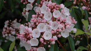 Kalmia latifolia [upl. by Otsenre]