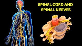 Spinal cord and Spinal nerves nervoussystem nervous spinalcord anatomy spinalcordinjury matter [upl. by Tarr161]