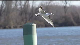 20240329 ring billed gull glastonbury boathouse slomo [upl. by Diego885]