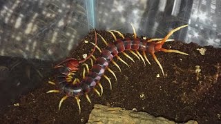 Scolopendra Gigantea White Leg Maintenance Plus Feeding [upl. by Galloway]