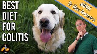 What to Feed a Dog with Colitis  cure their diarrhea  Dog Health Vet Advice [upl. by Oirevas]