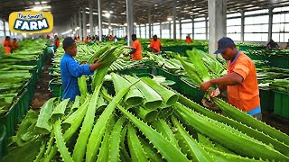 How Aloe Vera Gel is Made on a MASSIVE Scale Amazing Aloe Vera Factory [upl. by Nosille]