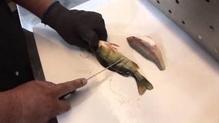 How to fillet a fish by Ultimate Fishing Gear 2615 [upl. by Denman]