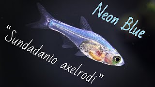 Sundadanio axelrodi  Neon Blue Rasbora Species Spotlight [upl. by Eitsud]