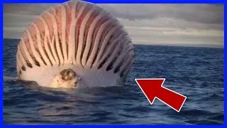 5 MYSTERIEN im WASSER  mit KAMERA aufgenommen [upl. by Gylys]