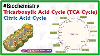 TCA cycle or Krebs cycle Animation  Biochemistry [upl. by Ayam810]