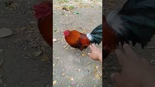 manok na pula  hindi mukhang matapang dahil sampo na kinatay nyan [upl. by Marteena]