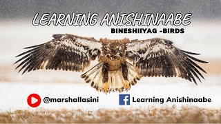 LEARNING ANISHINAABE BINESHIIYAG  BIRDS [upl. by Anawt]