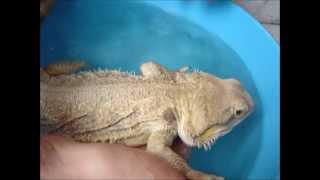 Pogona vitticeps  Water part 3  Amalgation [upl. by Acissej794]