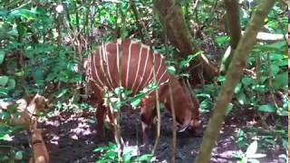 Congo Brazzaville Bongo and Forest Sitatunga Hunt [upl. by Margalo]