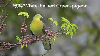 綠鳩Whitebellied GreenpigeonTreron sieboldiisinging [upl. by Lad]