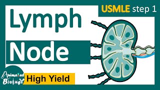 Lymph node  lymph node histology  Function of the lymph node  USMLE step 1 [upl. by Giana]