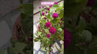 Globe amaranthgomphrena foryou balconygardenweb [upl. by Chauncey]