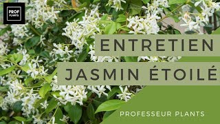 JASMIN ÉTOILÉ MULTIPLICATION  UTILISATION ET ENTRETIEN [upl. by Notsirb]