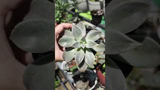 Graptopetalum paraguayense aka Ghost Plant succulents viralvideo plants subscribe follow fyp [upl. by Cirone]