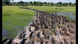 Documental La difícil y peligrosa migración animal [upl. by Aisatnaf]