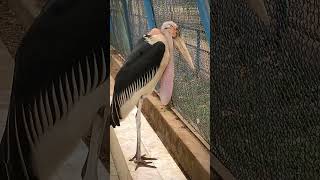 Greater Adjutant Stork hargila birds birdsshorts [upl. by Yud]