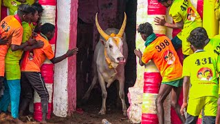 Palamedu Jallikattu 2024 Best bulls  பாலமேடு ஜல்லிக்கட்டு 2024 சிறந்த காளைகள் [upl. by Gillead]