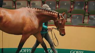 Goffs Arkle Sale 2024 [upl. by Ahsuatal]