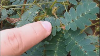 Mimosa púdica sensitiva dormilona vergonzosa nometoques moriviví dormidera adormidera [upl. by Crin]