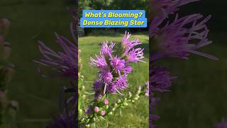 What’s Blooming It’s Dense Blazing Star Liatris spicata nativeplants pollinators nature [upl. by Ronym778]