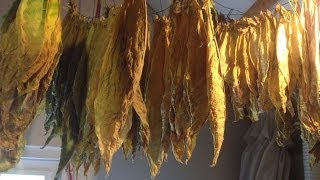 Curing tobacco  Tabak fermenteren [upl. by Jermaine65]