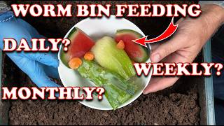 How Much amp How Often Should You Feed Worm Bins  Vermicompost Worm Farm [upl. by Anders]