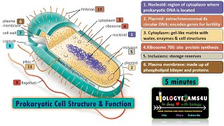 Prokaryotic Cell Structure and Function in 5 minutes Biologyexams4u [upl. by Amalbena]