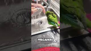 ¡Demasiado Divertido Loro se Baña en el Fregadero Todos los Días 🦜🚿 shorts [upl. by Hagep]