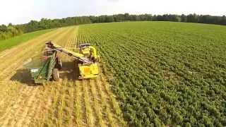 Oxbo 1080 harvester in stevia leaf stripping [upl. by Caz]