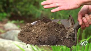 Planting Red Coreopsis Route 66 in Summer  How to Add a Touch of Color to Your Garden [upl. by Tezzil]