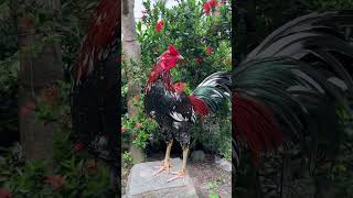 chickenfarming gamefarm rooster [upl. by Kazmirci68]