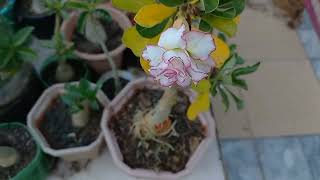 Adenium cornex  see here roof top garden with full flowering [upl. by Lemay872]