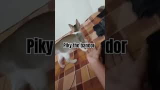 piky The Bandor catlover puchi cats shortsfeed [upl. by Aneetsyrk]