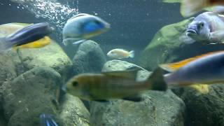 Labidochromis joanjohnsonae [upl. by Kobe]