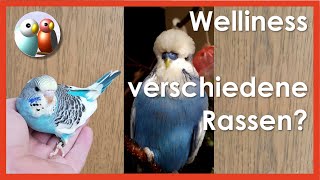 Gibt es verschiedene Wellensittichrassen Welche Wellensittiche habe ich Frage aus dem Kommentar 86 [upl. by Paapanen879]