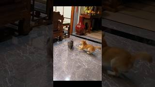 Cat and dog fight funnypets animals shortsvideo [upl. by Ettenawtna]